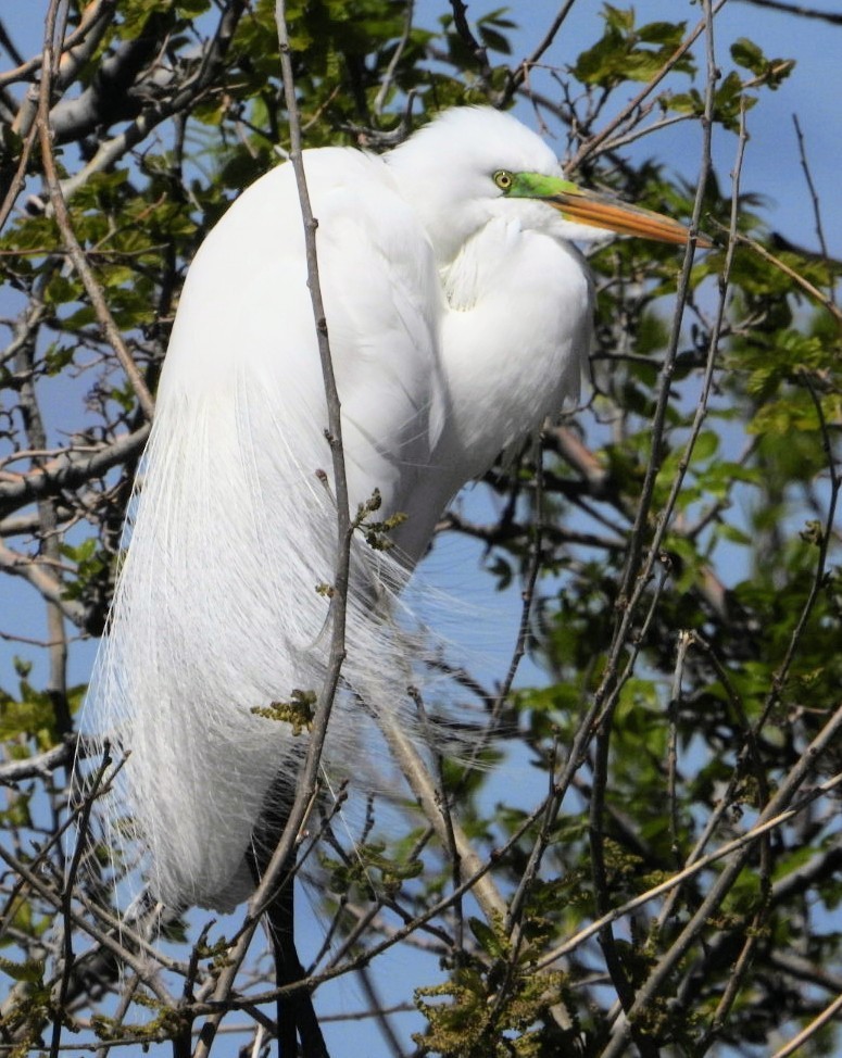 Great Egret - ML444260361