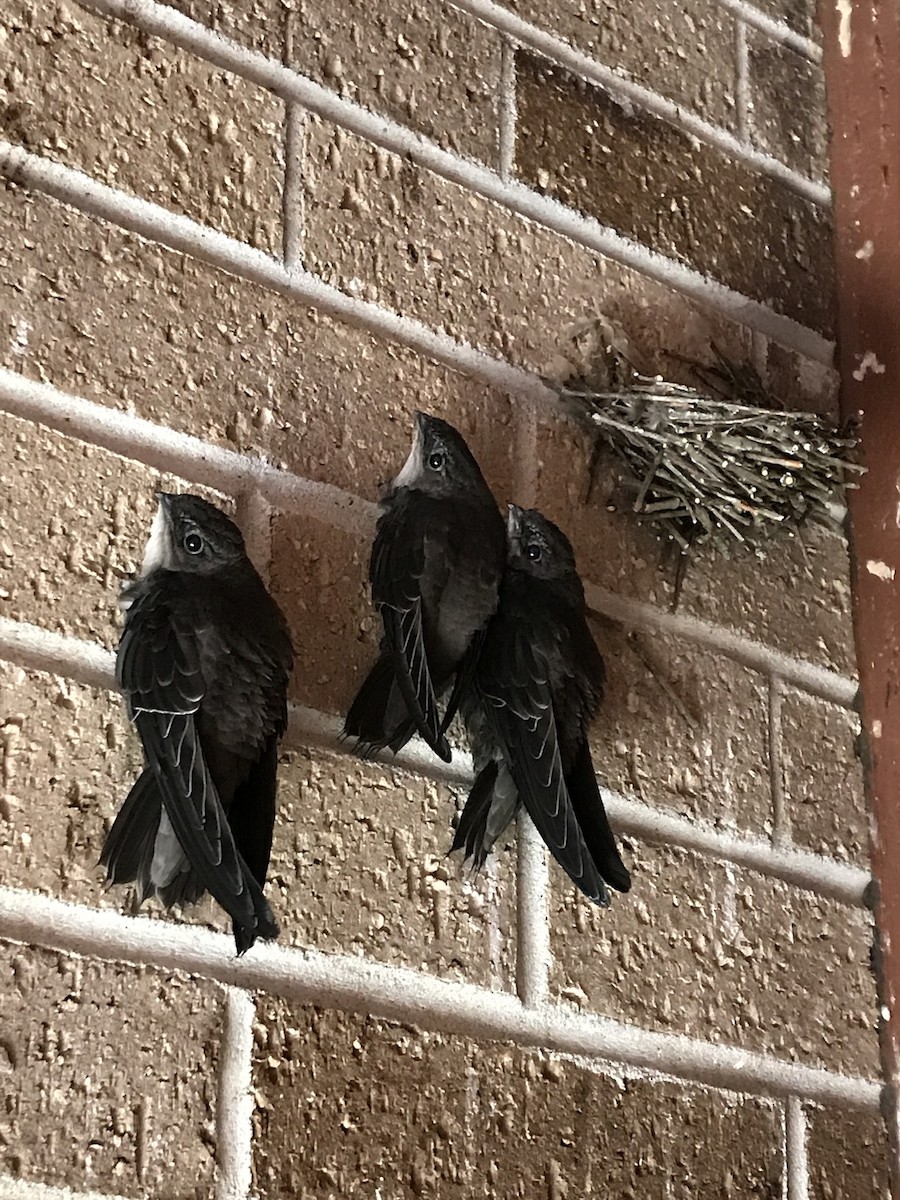 Chimney Swift - Adair Bock