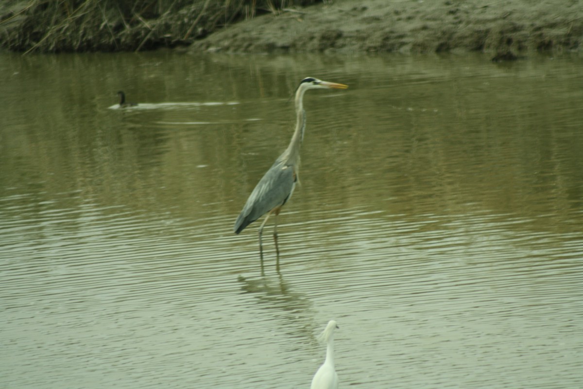 Great Blue Heron - ML444260871