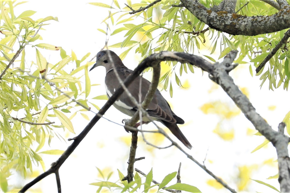 White-winged Dove - ML444264311