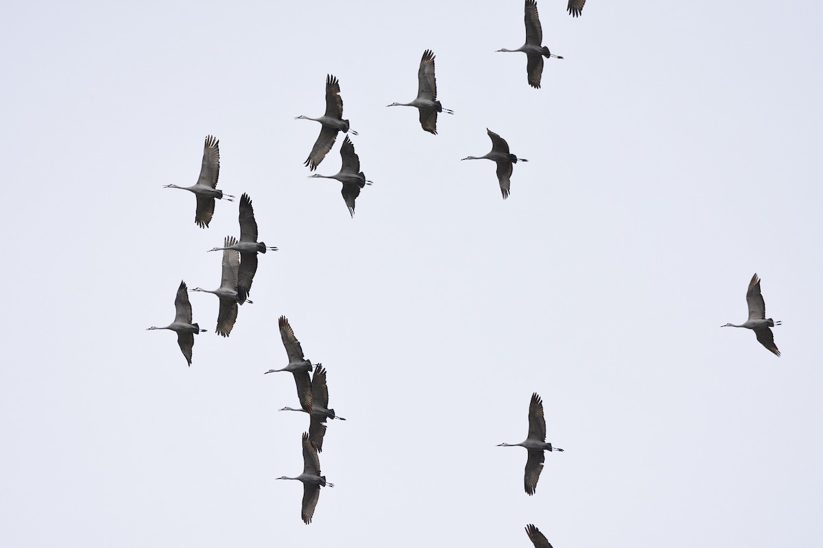 Sandhill Crane - ML44426441