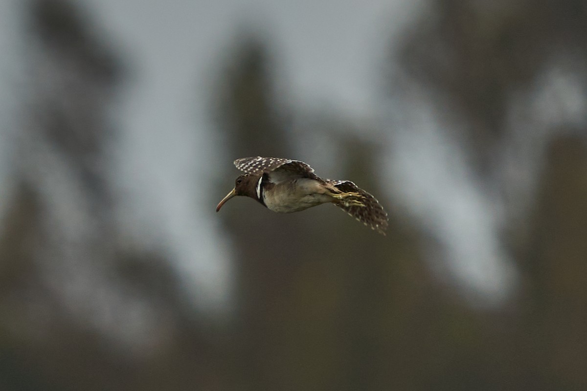 South American Painted-Snipe - Hederd Torres García