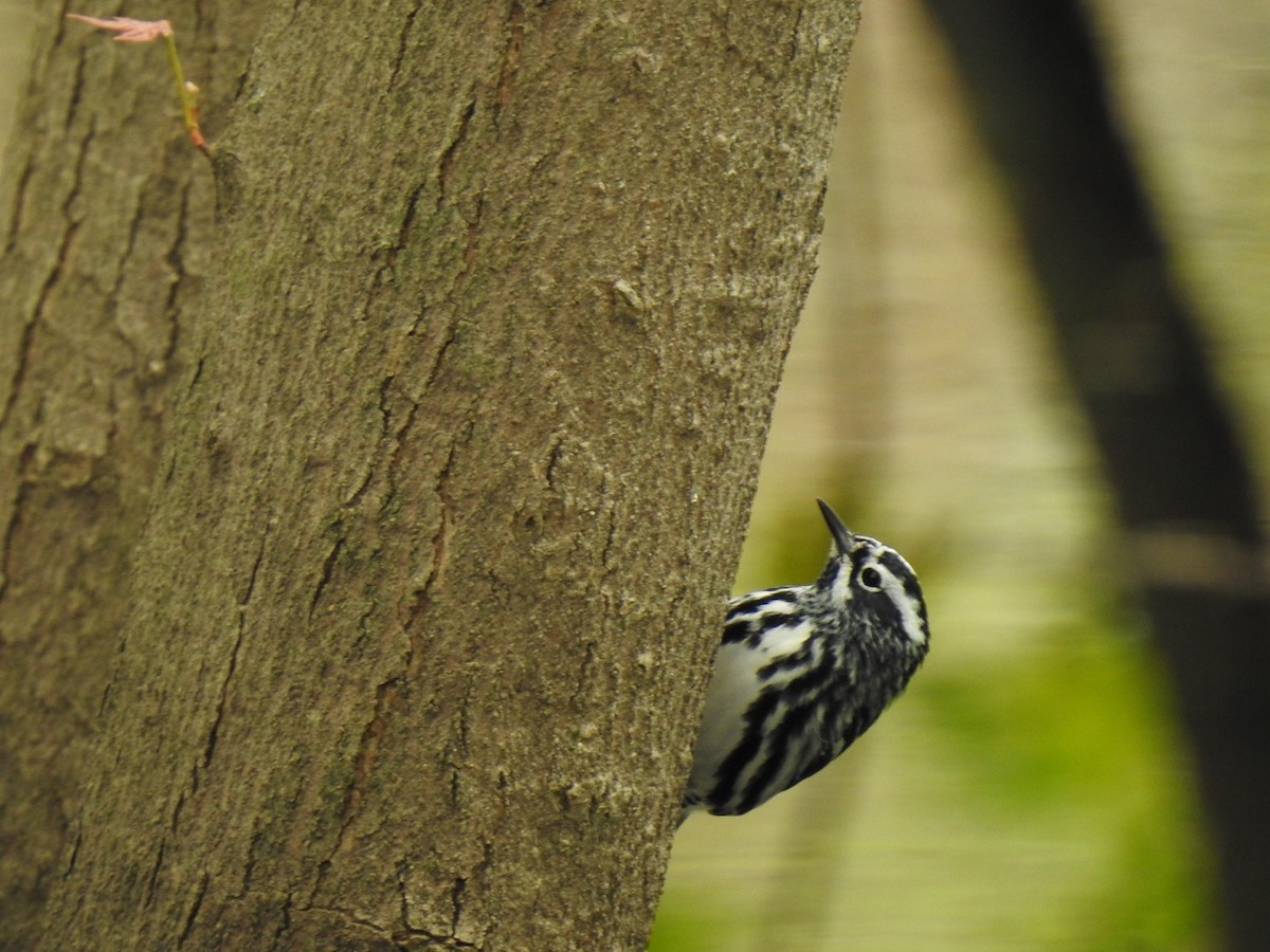 Black-and-white Warbler - Nathan Beccue