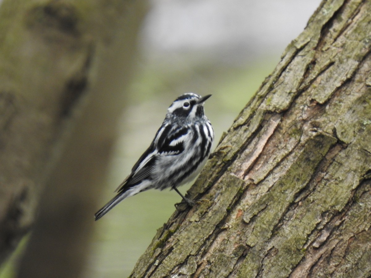Black-and-white Warbler - ML444267371