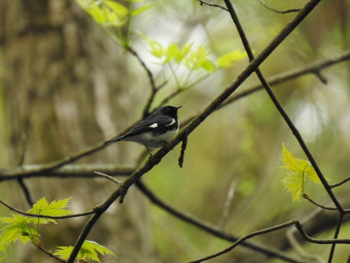 Black-throated Blue Warbler - ML444267521