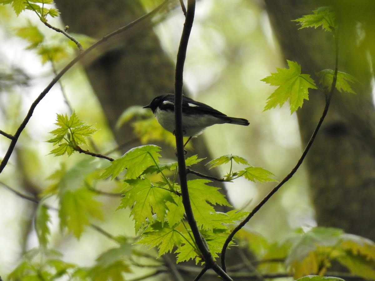 Black-throated Blue Warbler - ML444267531