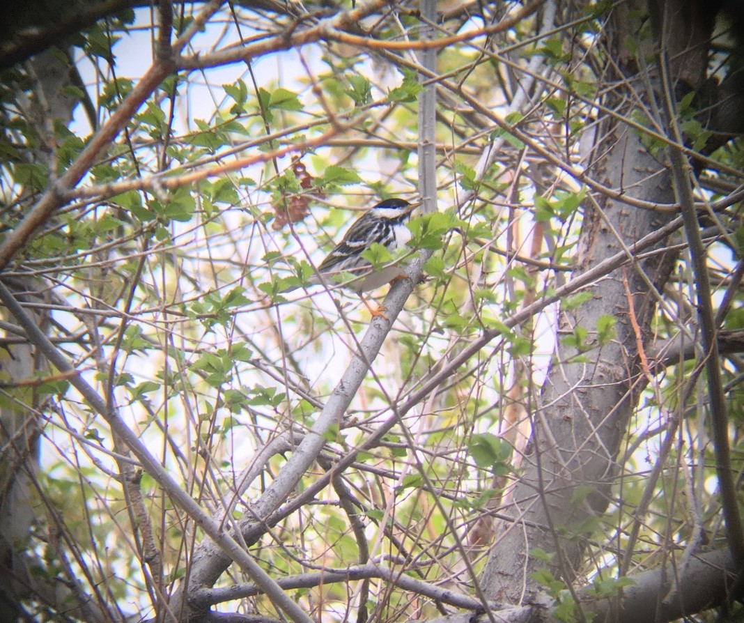 Blackpoll Warbler - ML444268141