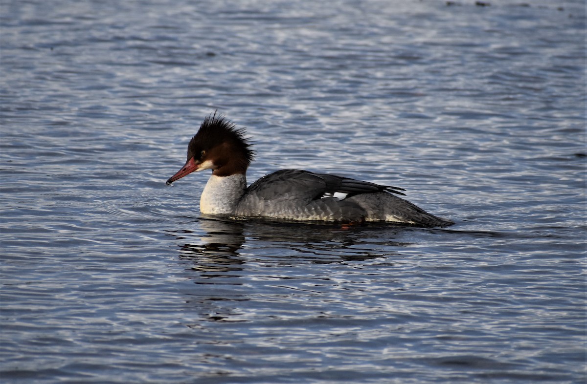 Common Merganser (North American) - ML444268451