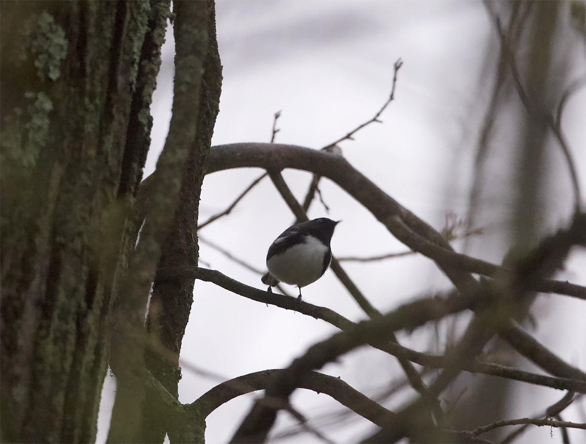 Black-throated Blue Warbler - ML444270051