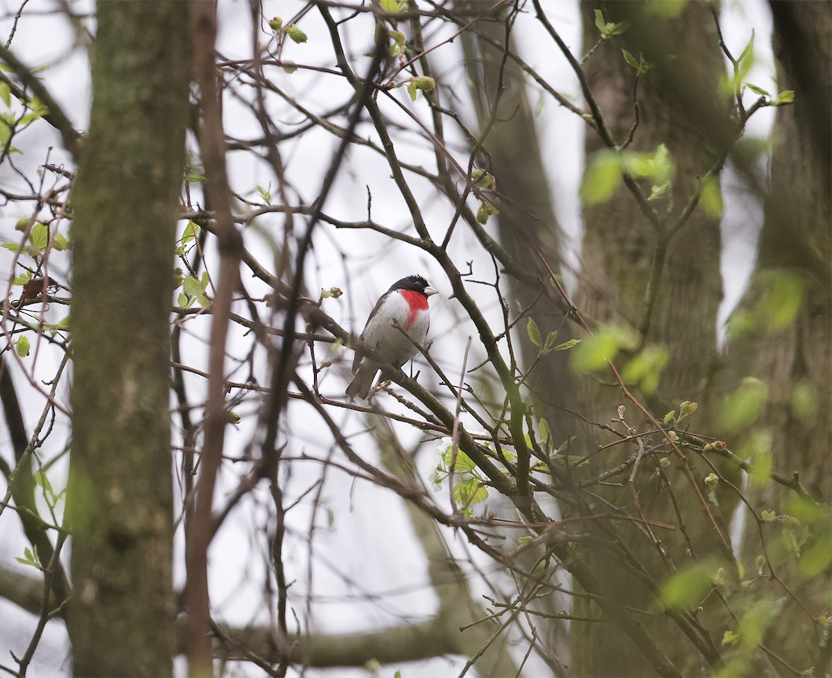 Cardinal à poitrine rose - ML444270101