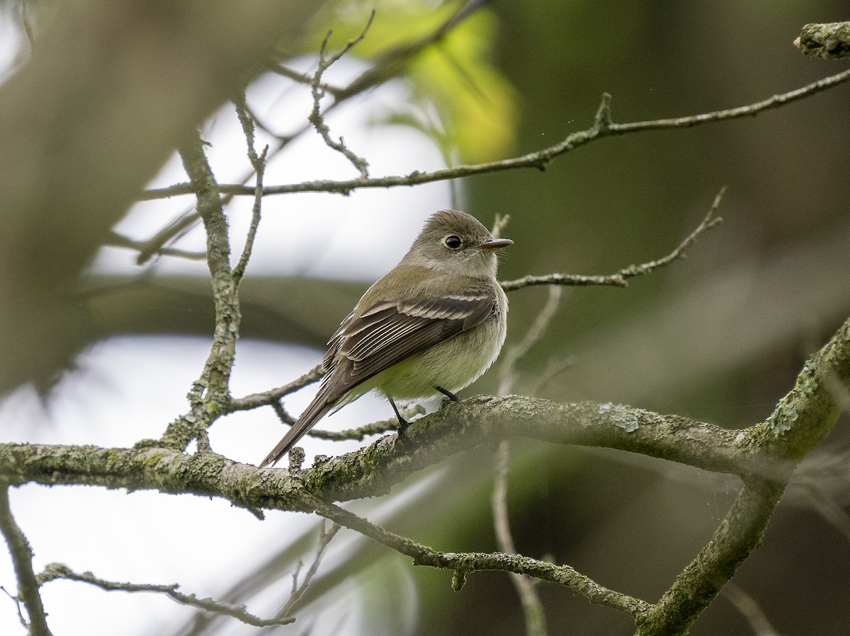 Least Flycatcher - ML444270191