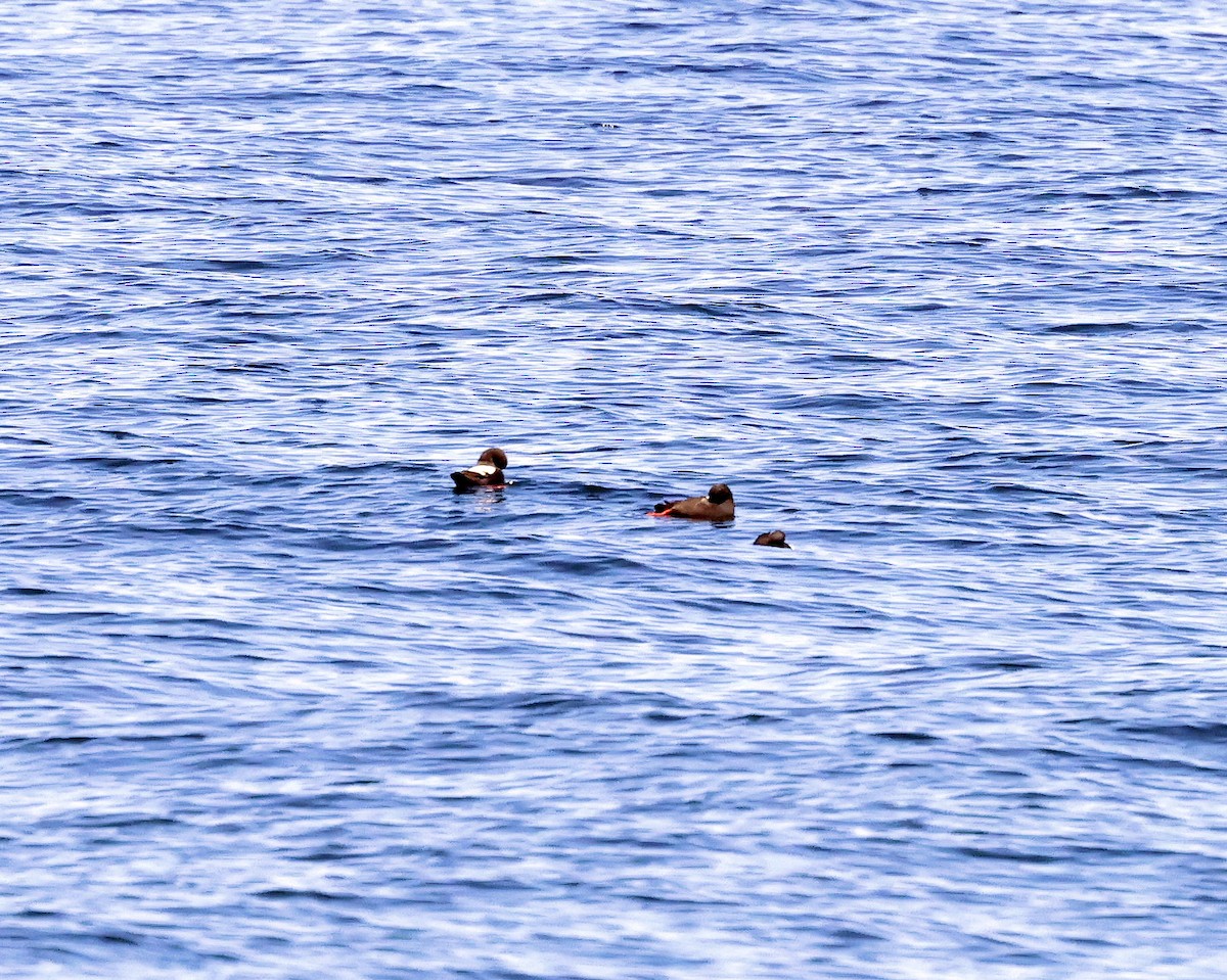 Pigeon Guillemot - ML444270611