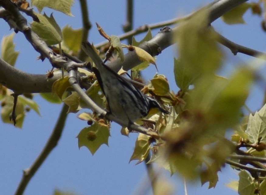 Yellow-throated Warbler - Rebecca Stephens