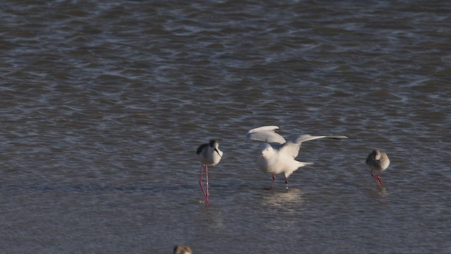 Slender-billed Gull - ML444270871