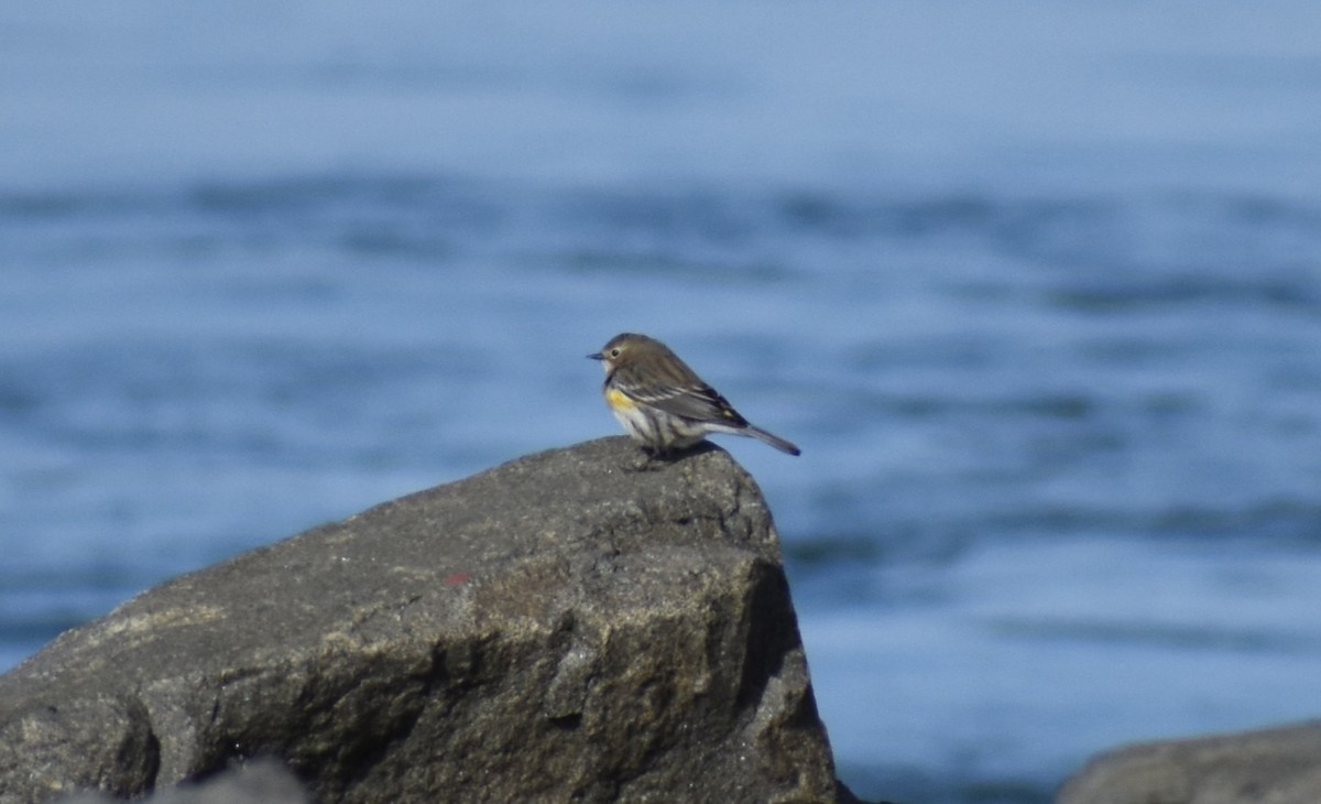 Yellow-rumped Warbler (Myrtle) - ML444271211