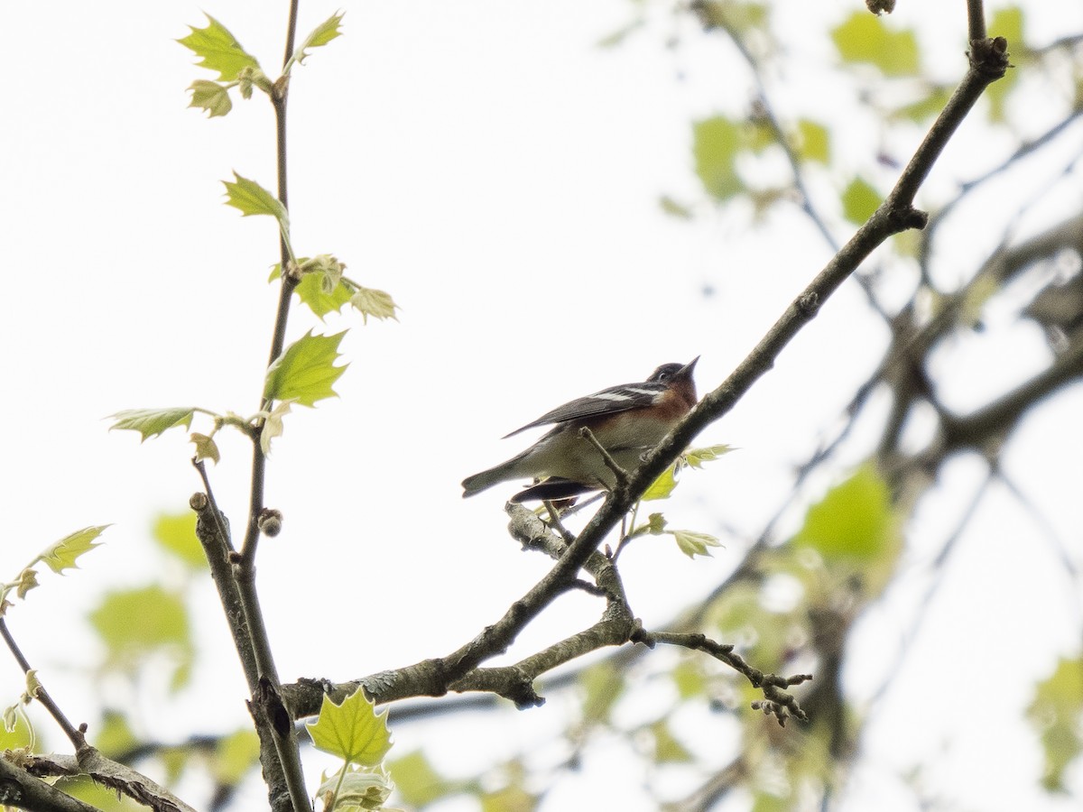 Bay-breasted Warbler - Steven Hunter