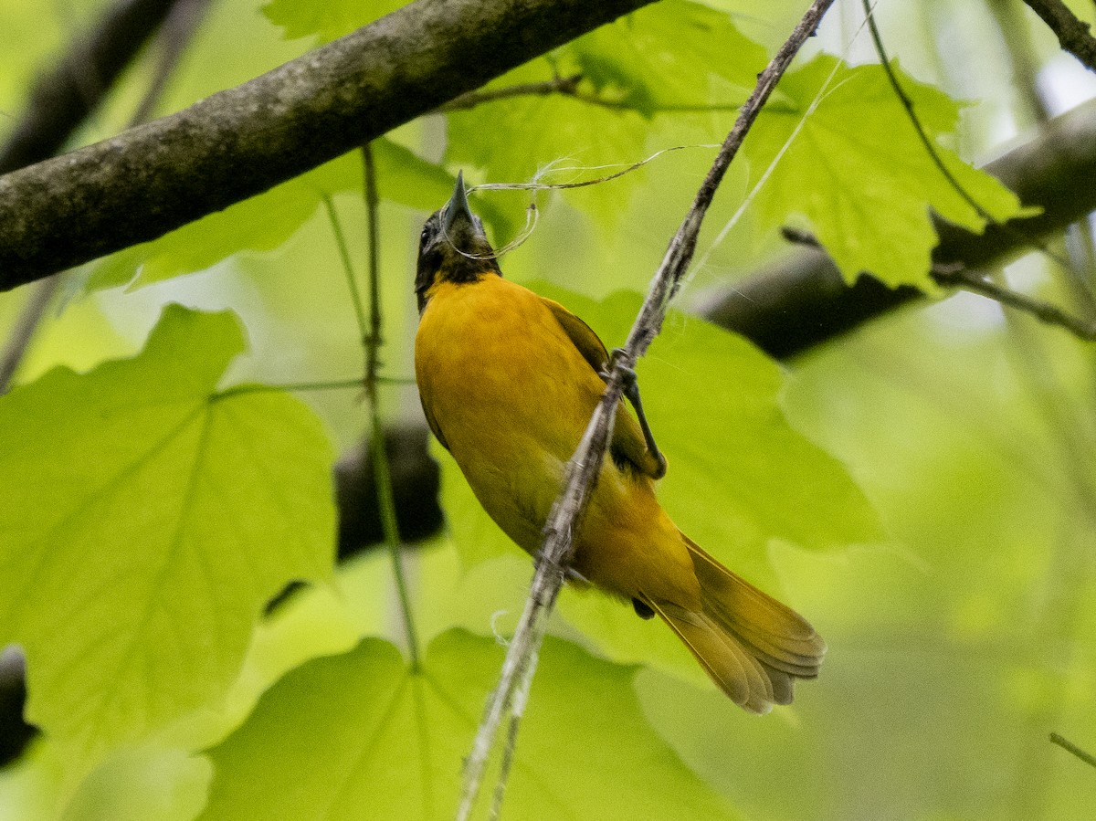 Baltimore Oriole - ML444271911