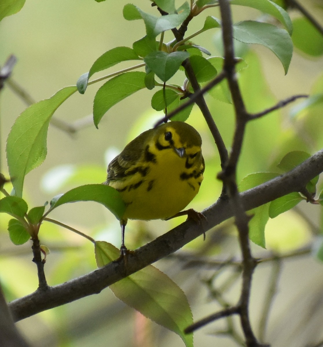 Prairie Warbler - Rebecca Stephens