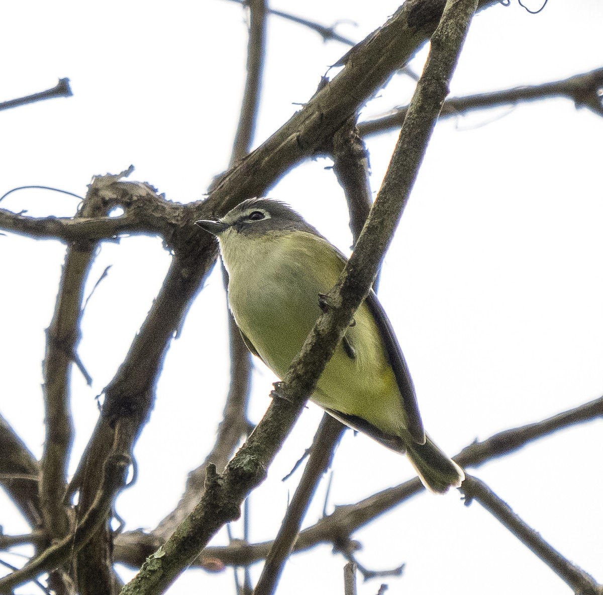 Vireo Solitario - ML444272081