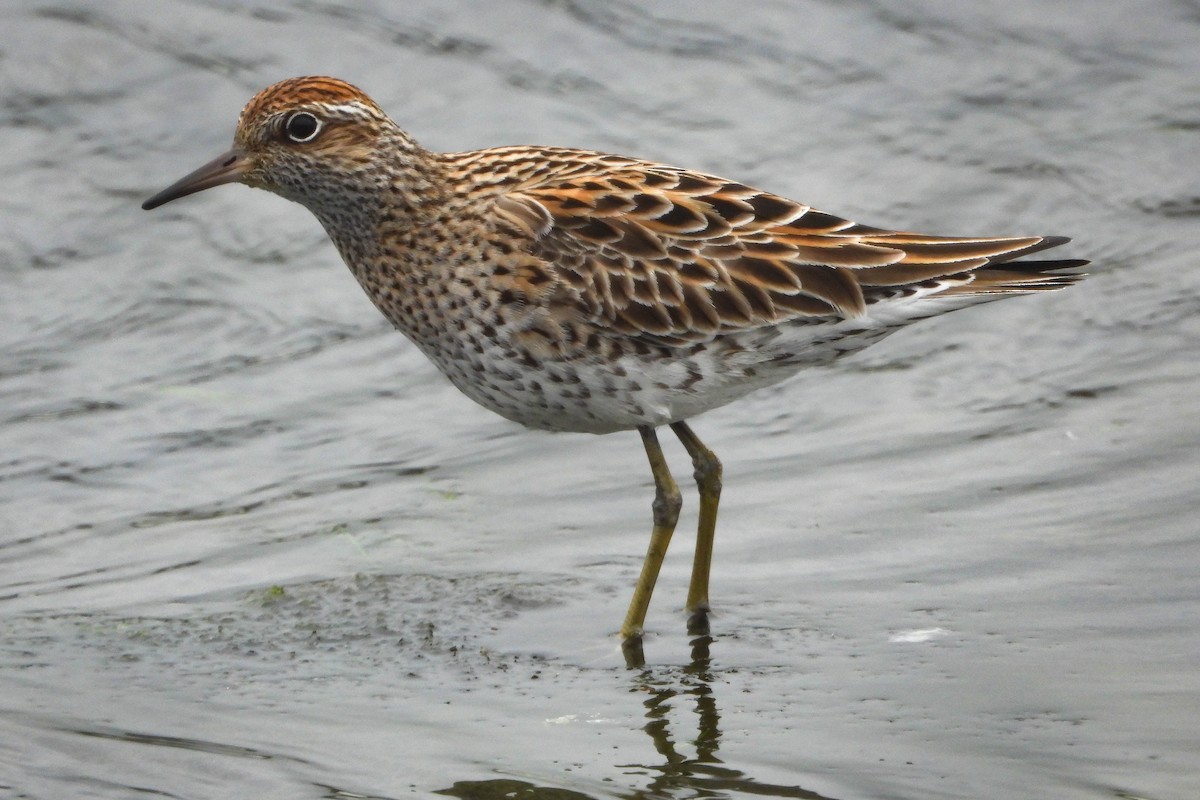 Sharp-tailed Sandpiper - ML444272441