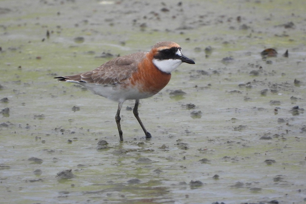 Siberian/Tibetan Sand-Plover - ML444272701