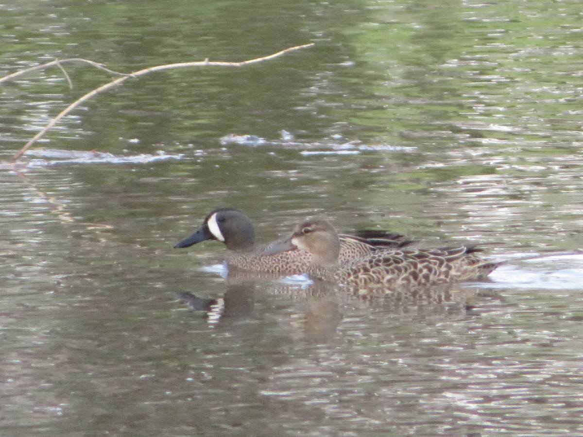 Blue-winged Teal - ML444273401