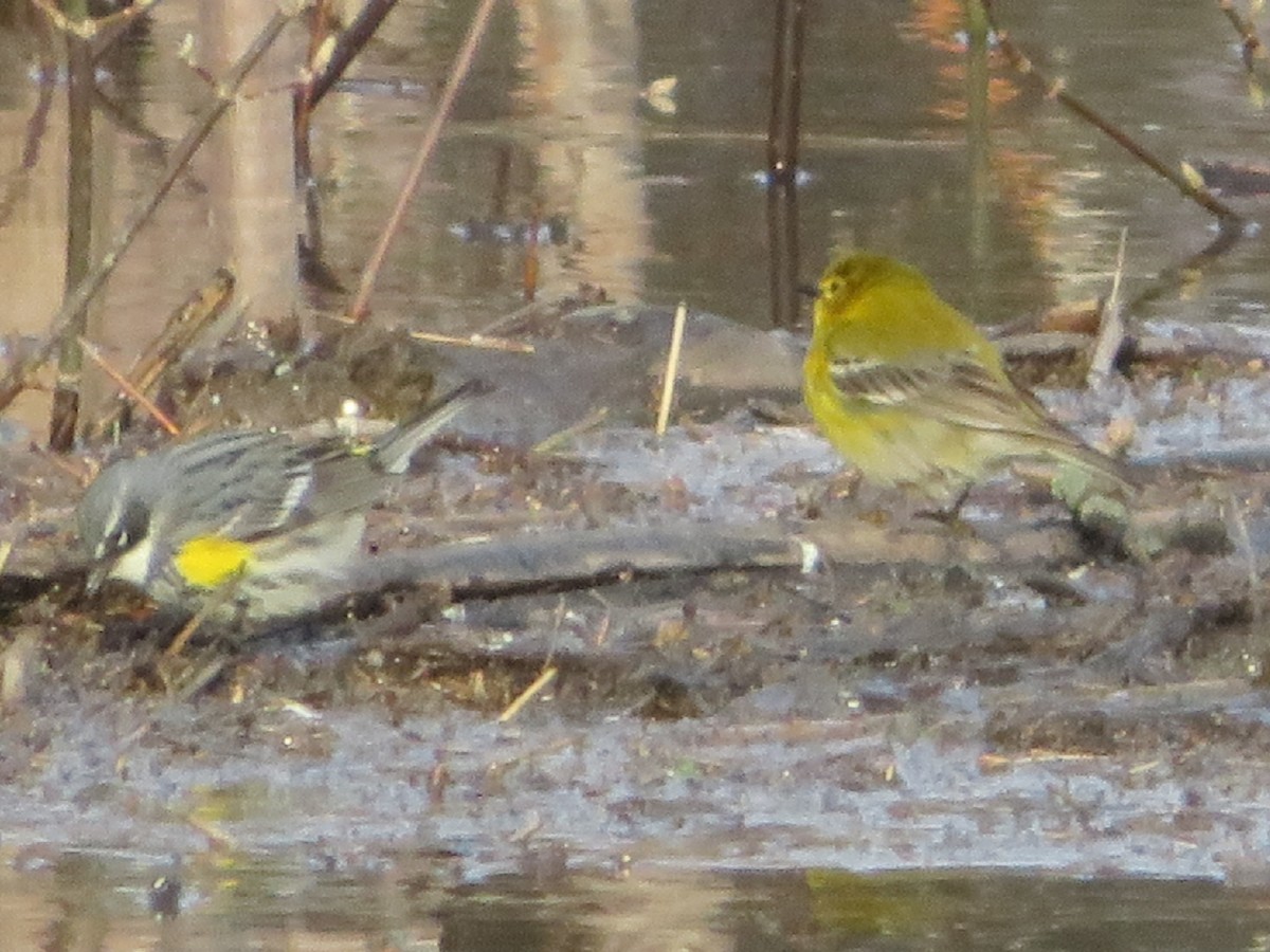 Yellow-rumped Warbler (Myrtle) - ML444274741