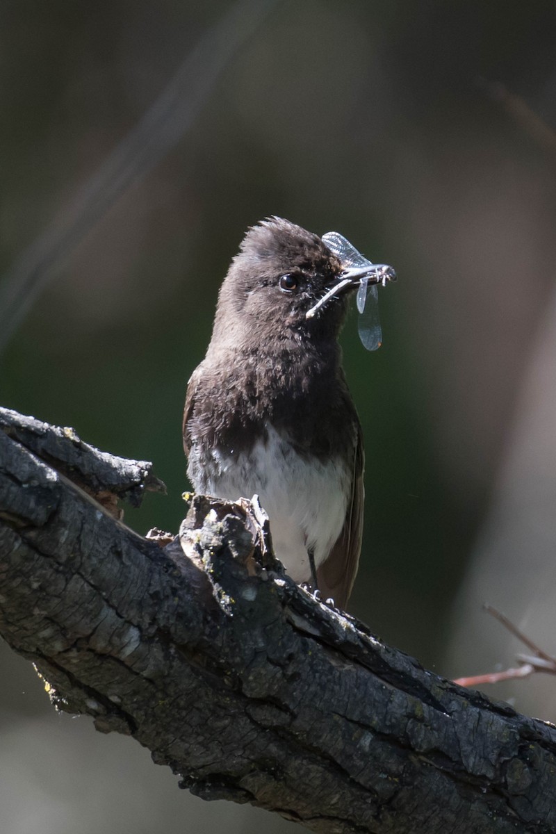 Black Phoebe - ML444275421