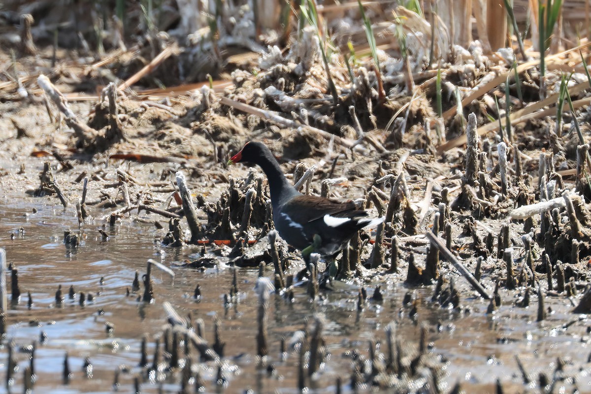 Common Gallinule - ML444275881