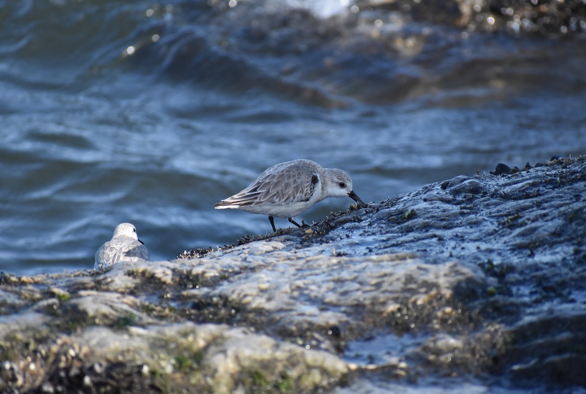 Sanderling - Rebecca Stephens