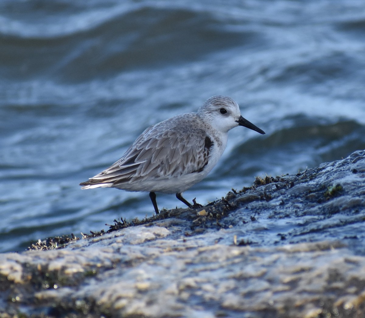 Bécasseau sanderling - ML444276731