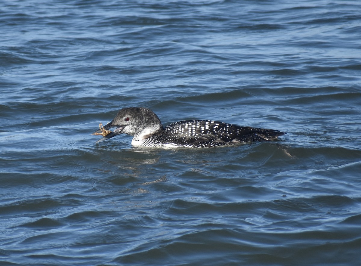 Common Loon - Rebecca Stephens