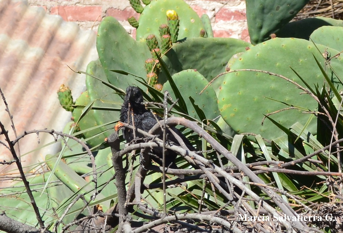 Smooth-billed Ani - ML44427751