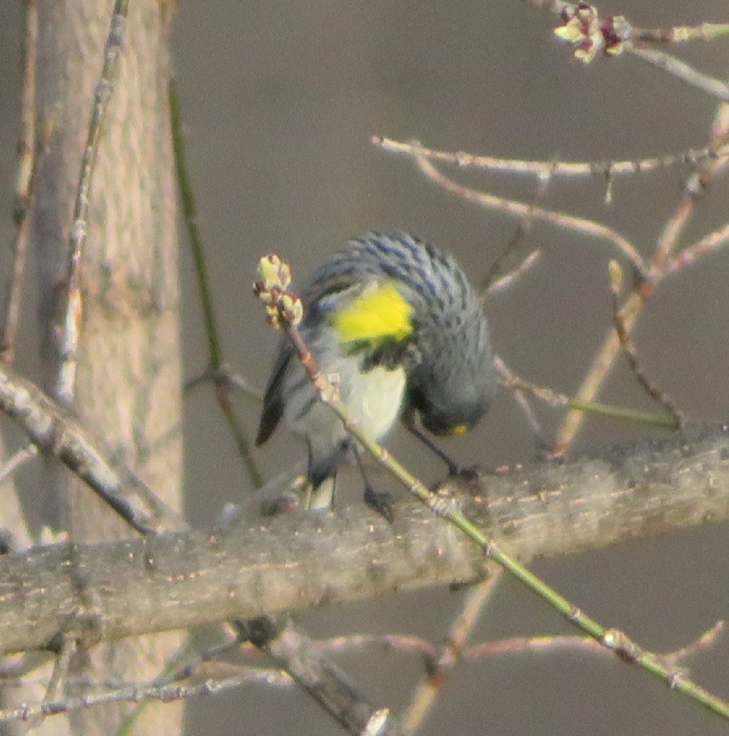 Yellow-rumped Warbler (Myrtle) - ML444277591