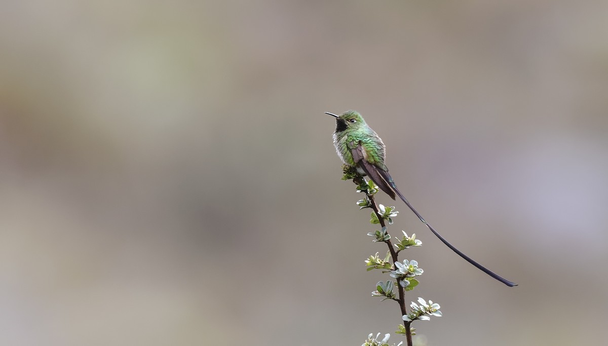 Black-tailed Trainbearer - ML444278411