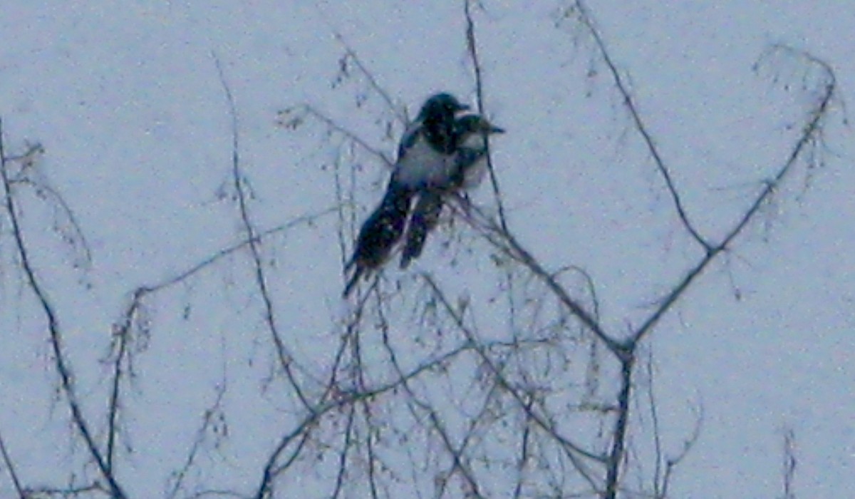 Black-billed Magpie - ML44427851