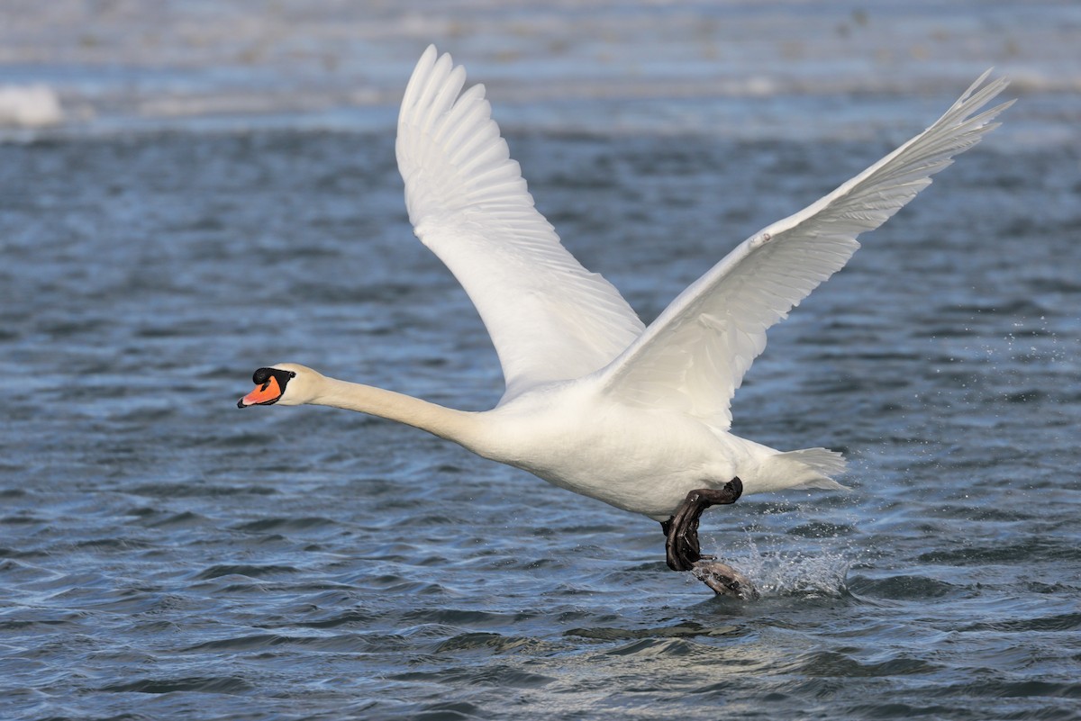 Mute Swan - ML444278941