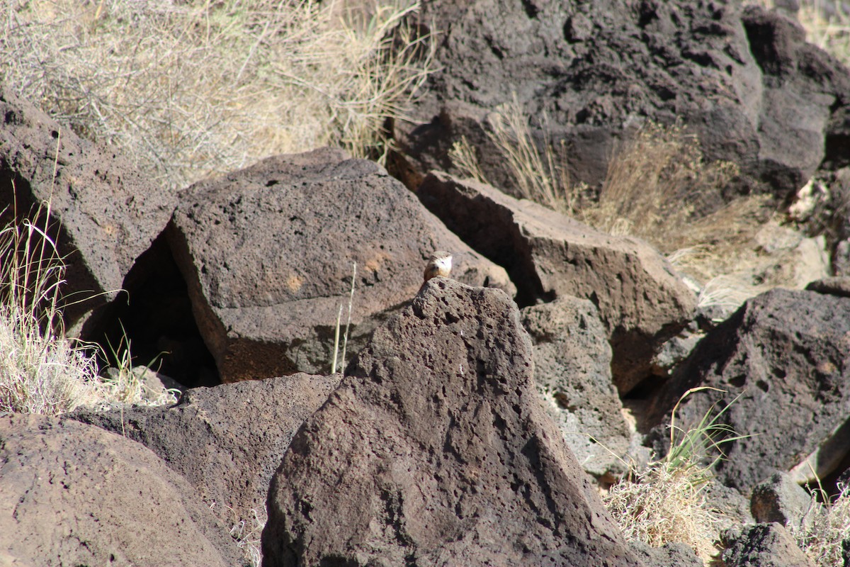 Troglodyte des canyons - ML444279491