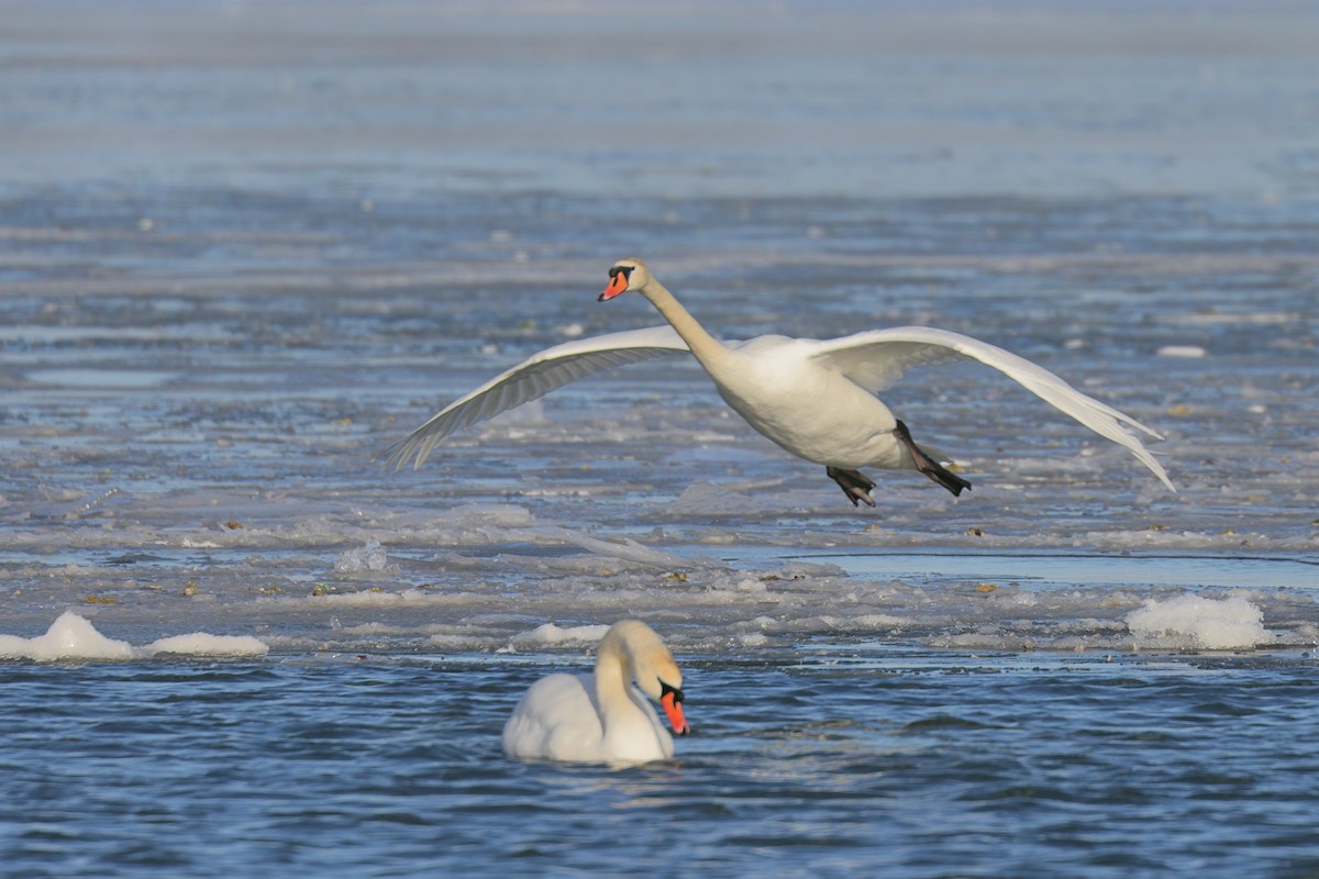 Mute Swan - ML444280201