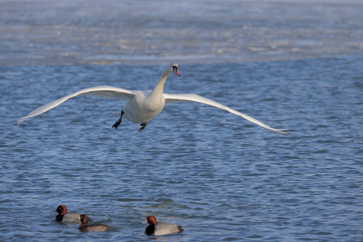 Mute Swan - ML444280241