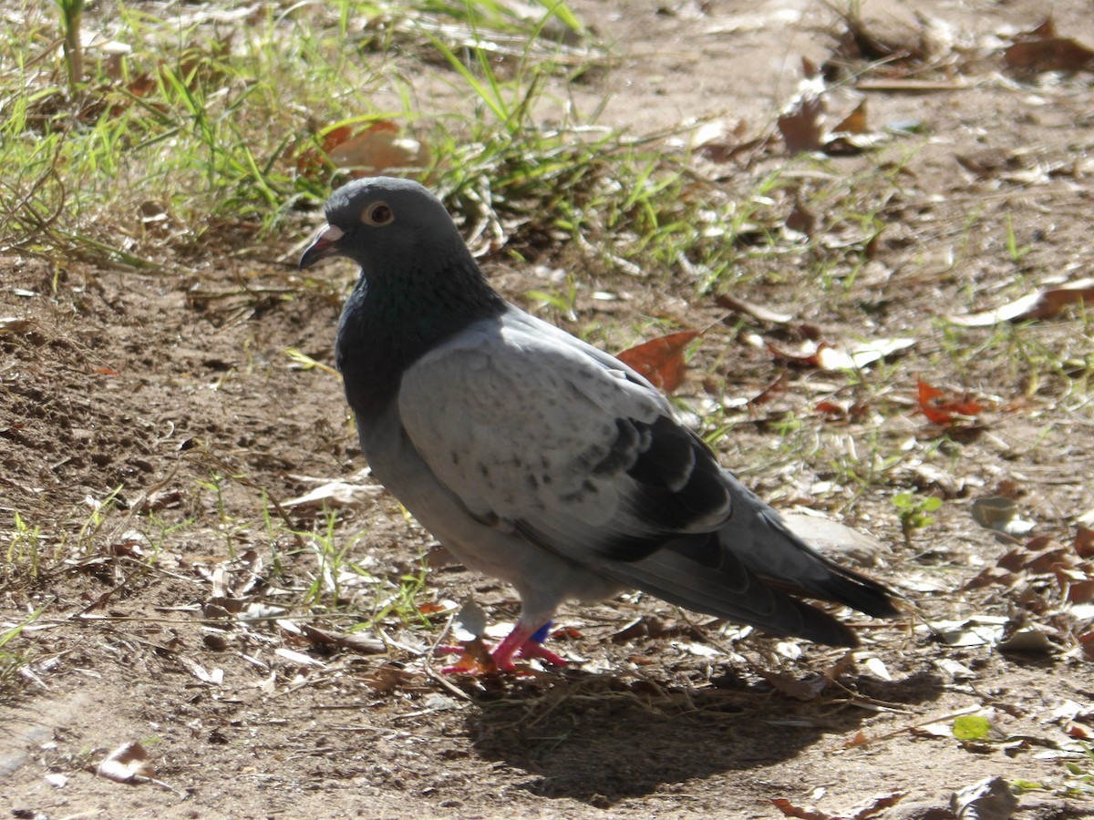 Rock Pigeon (Feral Pigeon) - ML444280581