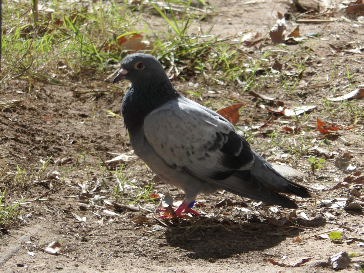 Rock Pigeon (Feral Pigeon) - ML444280611