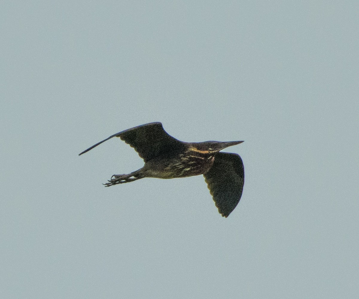 Black Bittern - ML444280881