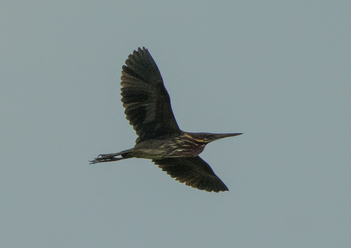 Black Bittern - ML444280901