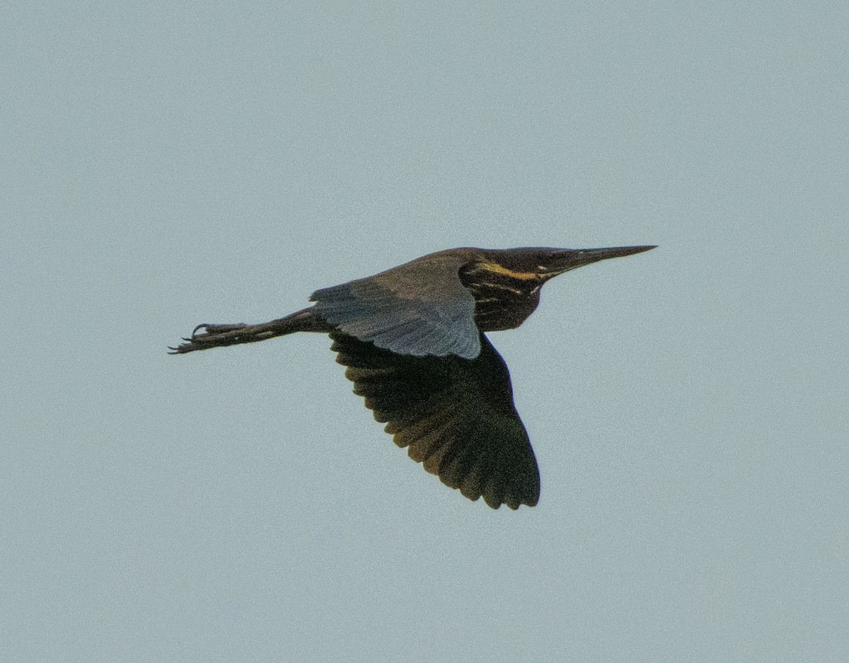 Black Bittern - SWARUP SAHA