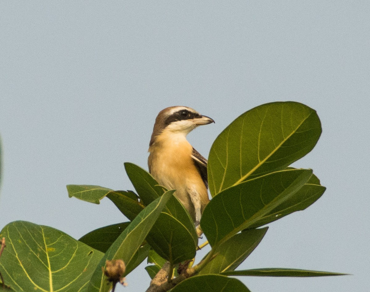 Brown Shrike - ML444281081