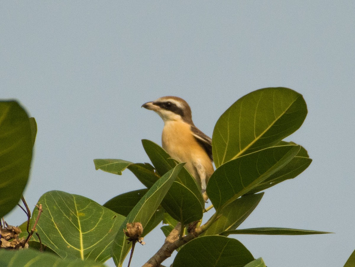 Brown Shrike - ML444281091