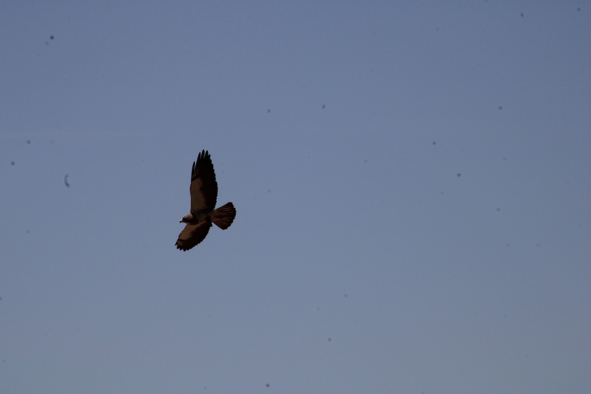 Swainson's Hawk - ML444281101