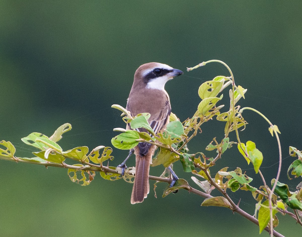 Pie-grièche brune - ML444281121