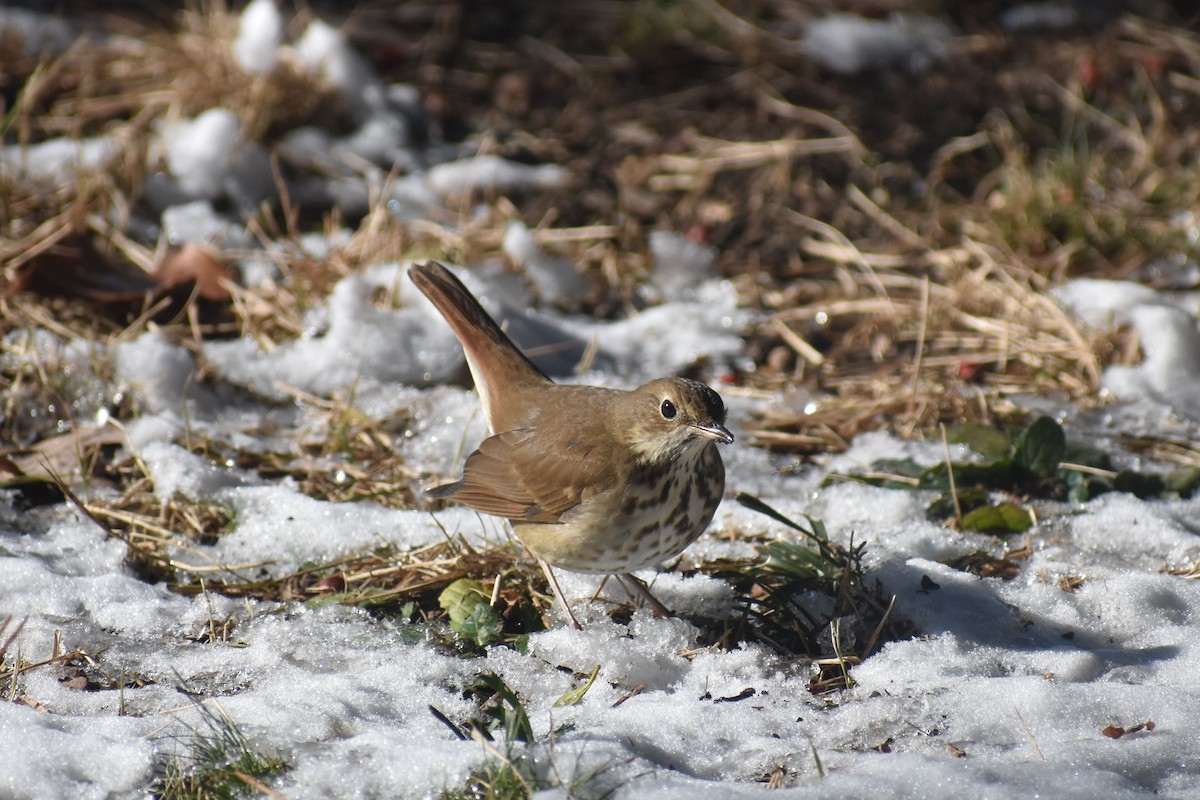 Hermit Thrush - Rebecca Stephens